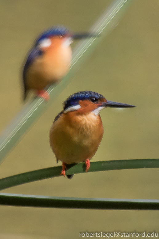 kingfisher